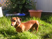 Buster..WA
