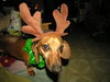 Buster..WA