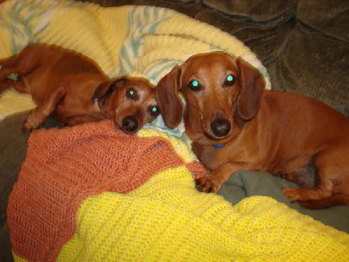 Rusty & Honey...MA
