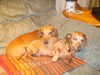 Rusty & Honey...MA