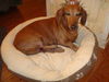 Rusty & Honey...MA