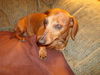 Rusty & Honey...MA