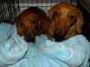 Junior and Lexi...GA
