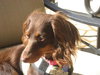 BRANDY....PA