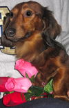 RUFUS2...NC
