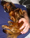 RUFUS2...NC
