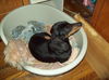 OTIS...CT