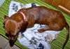 Trixie...FL