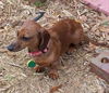 Trixie...FL