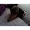 Brownie...NH