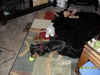 Trixie...WA