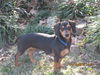 Josie..NY