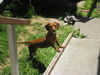 Jellybean...CA