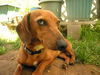 Jellybean...CA