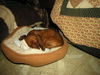 Jellybean...CA