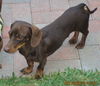 Rusty 5..GA