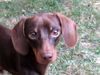Rusty 5..GA