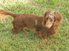 Snicker Doodles (aka Snickers)...OH