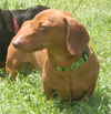Tyson#2...IN