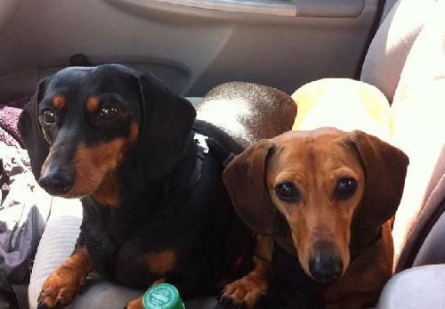 Molly and Tinkerbell