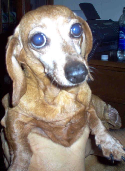 TOOTSIE...FL