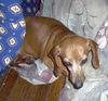 TOOTSIE...FL