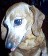 TOOTSIE...FL