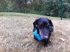 Buddy #8...TN