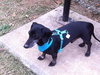 Buddy #8...TN