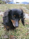 Muffin..NC