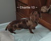 Charlie #13...MI