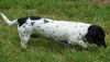 DOTTIE...TN