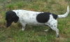DOTTIE...TN
