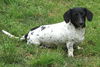 DOTTIE...TN