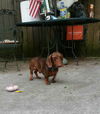 Tucker #9...TN