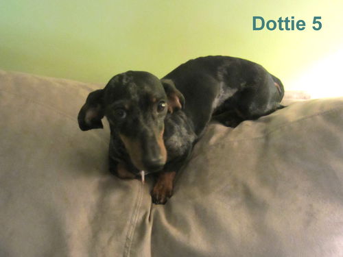 Dottie number 5.....IL