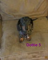 Dottie number 5.....IL