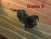 Dottie number 5.....IL