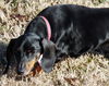 Molly #12 in TN