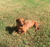 Stella.....CT