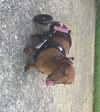 Stella.....CT