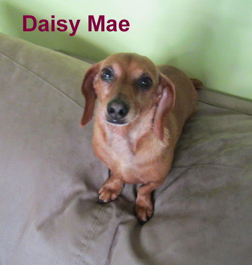 Daisy Mae.....MI