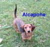 Alcapone....IL