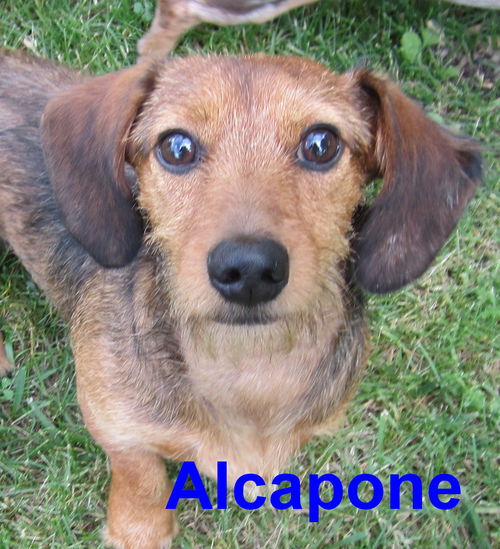 Alcapone....IL