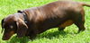 Snickers number 5....NC