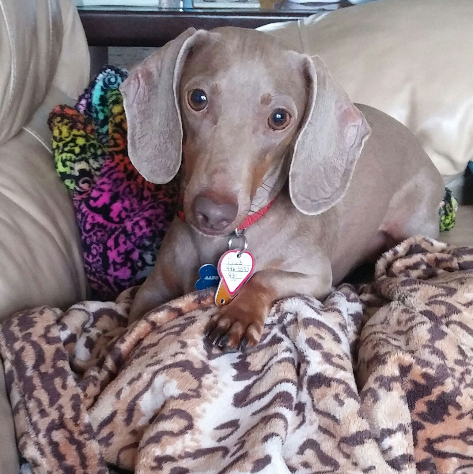 Weimaraner and 2024 dachshund mix