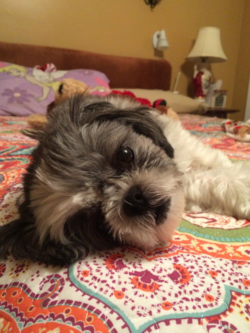 Cece the Shih Tzu....KY