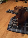 Toby number 7.....PA