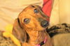 Josie number 3....FL