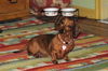Josie number 3....FL